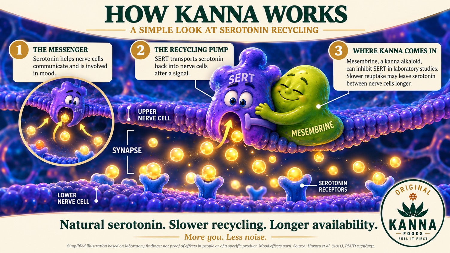 How Kanna works — a simple look at serotonin recycling